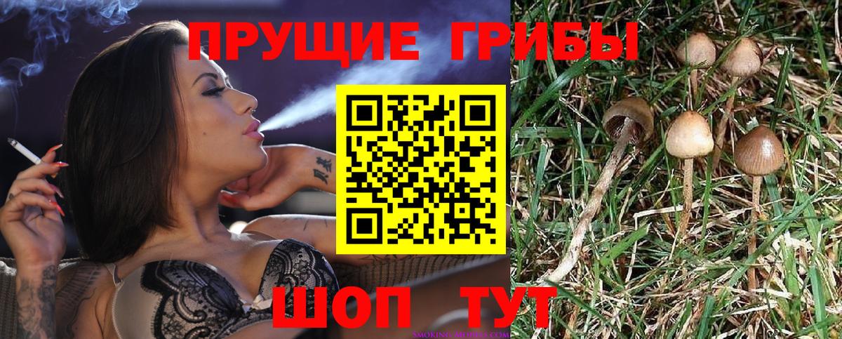 Псилоцибиновые грибы Cubensis Корсаков